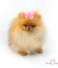 Dog lace ribbon