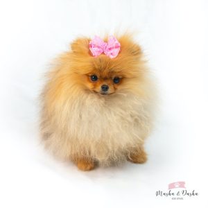 Dog lace ribbon