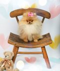 Dog ribbon