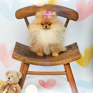 Dog ribbon
